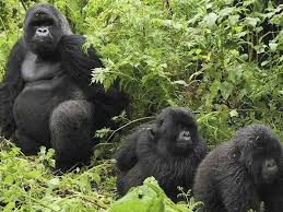 Gorilla Trekking and gorilla families in Uganda