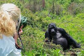 Looking for last minute gorilla trekking deals