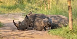 Rhino Trekking in Uganda