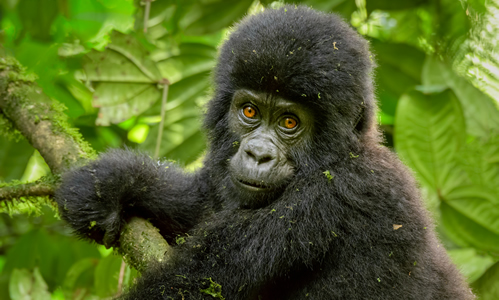 A guide to gorilla trekking in Bwindi and Mgahinga National park