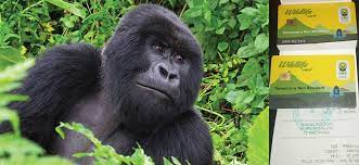 UWA Announces Gorilla Trekking Permit Fee Increase