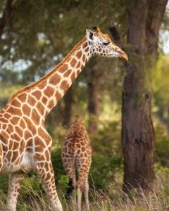 What to experience on a safari in Uganda?