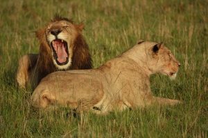 All you need to know about travelling to Kidepo National park