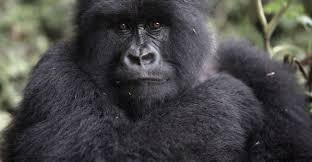 Combining Gorilla Trekking in Rwanda with Chimpanzee Tracking