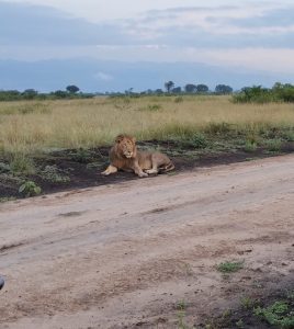 A Comprehensive Guide to Seeing Lions in Uganda