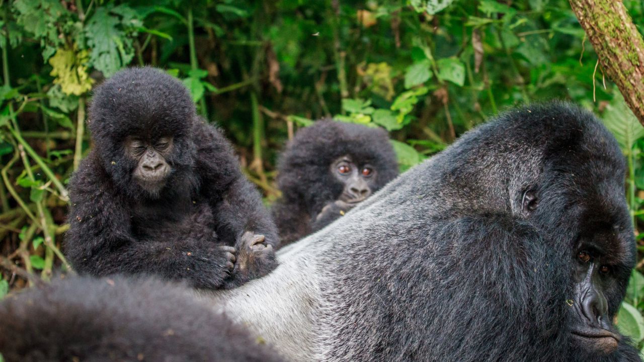 Best Time to Visit Uganda on Safari
