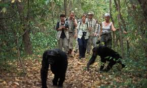 Maramagambo Forest