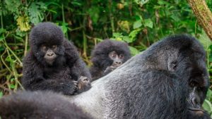 How much does it cost to go on a gorilla trekking in Africa?