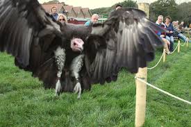 Why vultures are the only full-time scavengers?