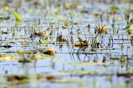 Discover the beauty of lake Opeta