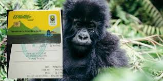 How to get gorilla trekking permit in Uganda