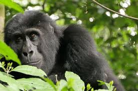 Mountain gorilla trekking expectation