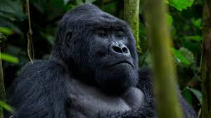 All about gorilla trekking in Uganda