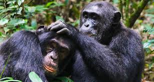 Chimpanzee habituation in kibale forest national park