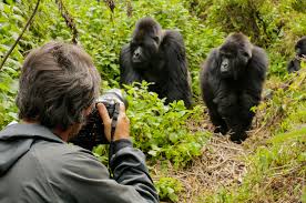 The amazing fact about mountain gorillas