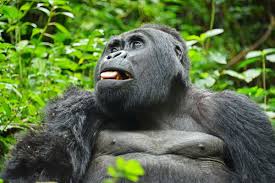 The amazing fact about mountain gorillas