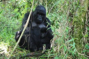 Mgahinga Gorilla National Park
