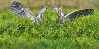 Travel Guide to Mabamba Swamp Uganda