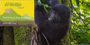 Are gorilla permits refundable?