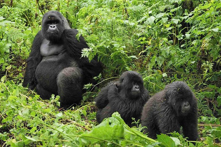 What to Expect on a Gorilla Safari
