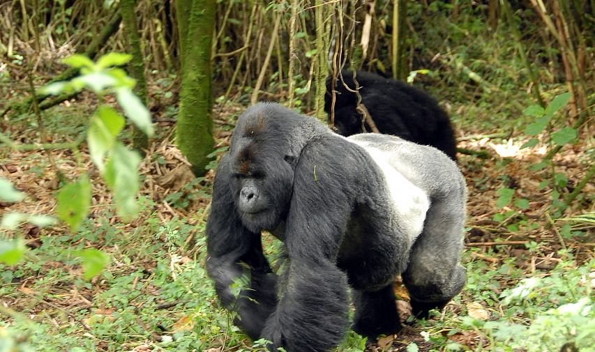 What to Expect on a Gorilla Safari