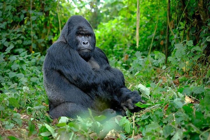 How to Book a Gorilla Trekking Safari 