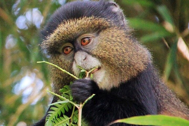 How to Book a Gorilla Trekking Safari 