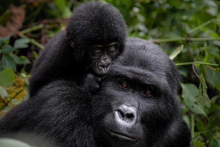 How to Book a Gorilla Trekking Safari with Mum and Dad Uganda Tours