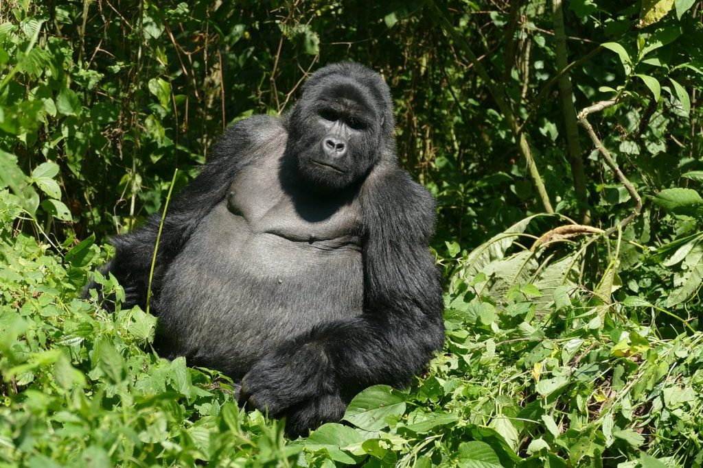 Uganda: The Pearl of Africa