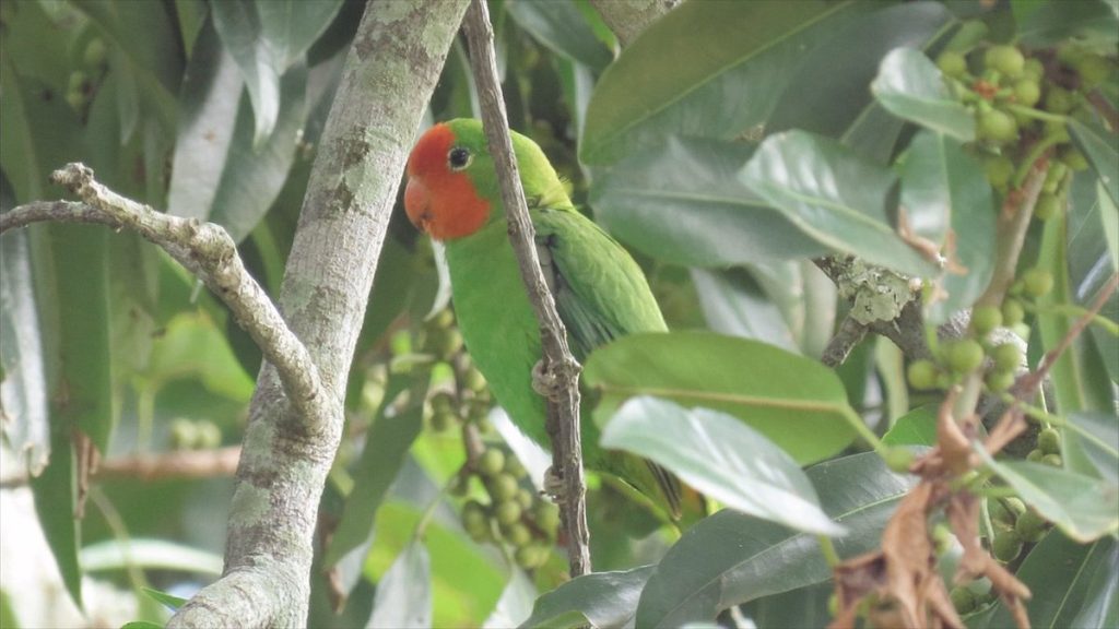 birding