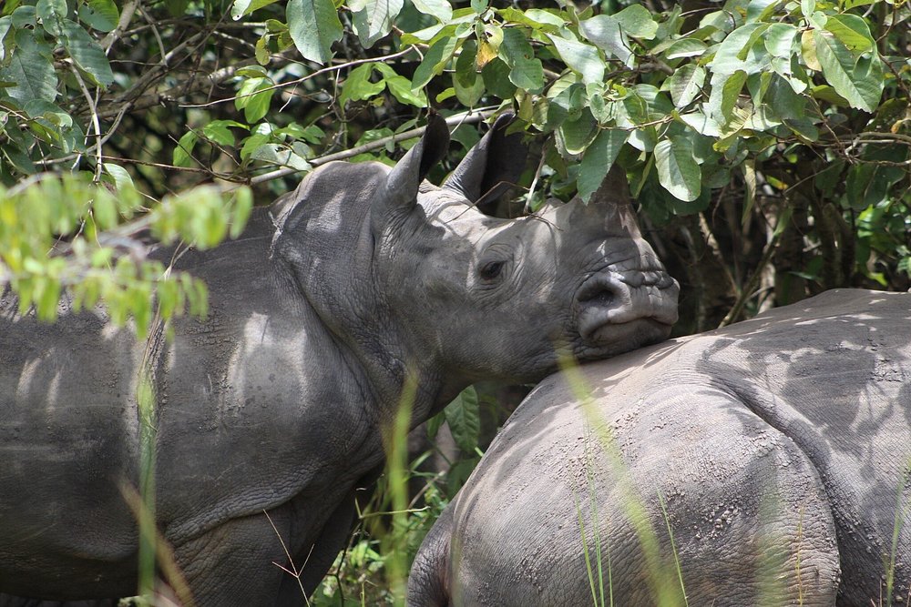 conservation 