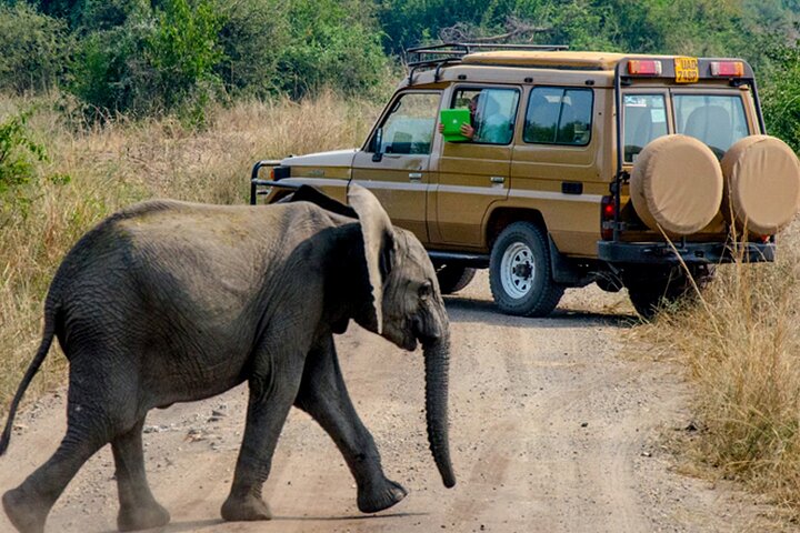 wildlife safari