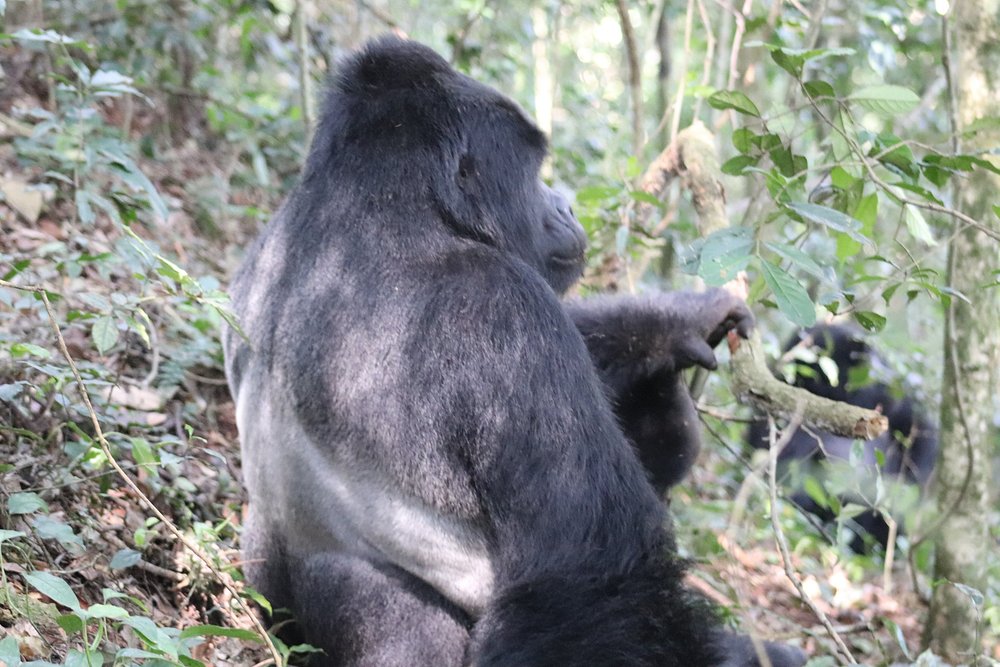 UWA Introduces Discounted Gorilla and Chimpanzee Permits in Uganda