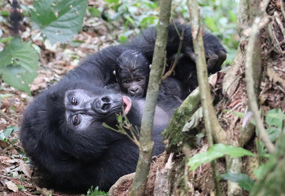 UWA Introduces Discounted Gorilla and Chimpanzee Permits in Uganda