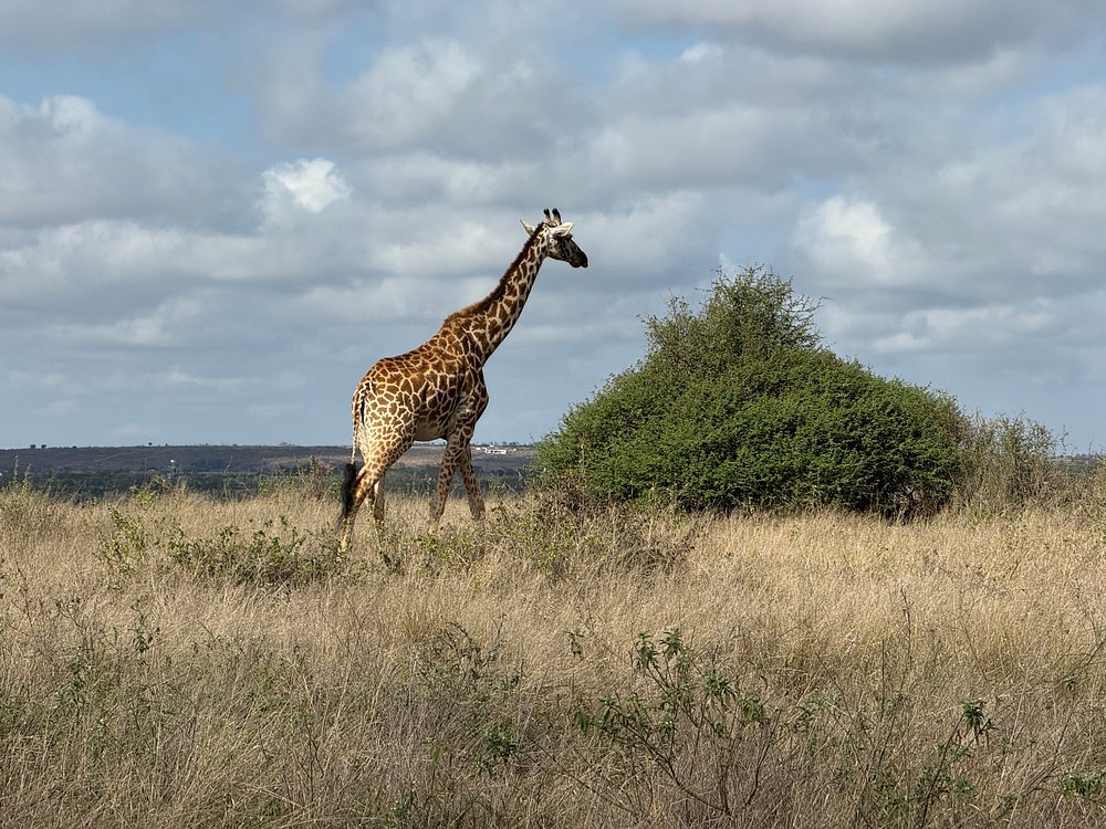 Which Parks and Reserves Should You Include in Your Kenya Safari?