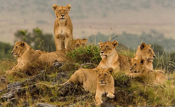 Which Parks and Reserves Should You Include in Your Kenya Safari?