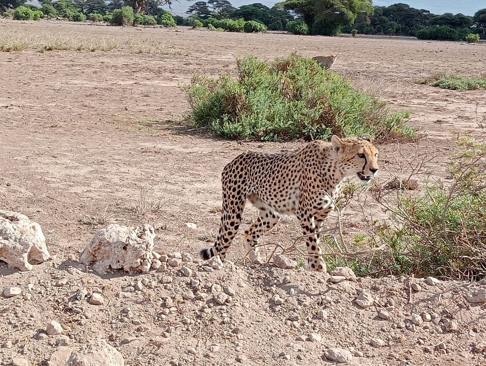 amboseli