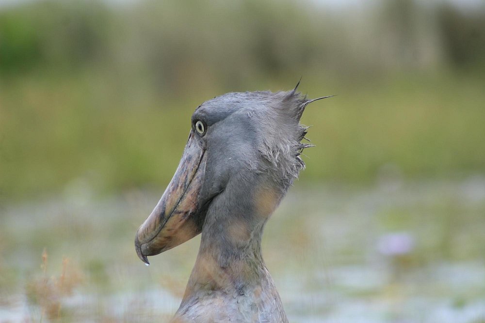 Best Time to Spot the Shoebill Stork in Mabamba Swamp