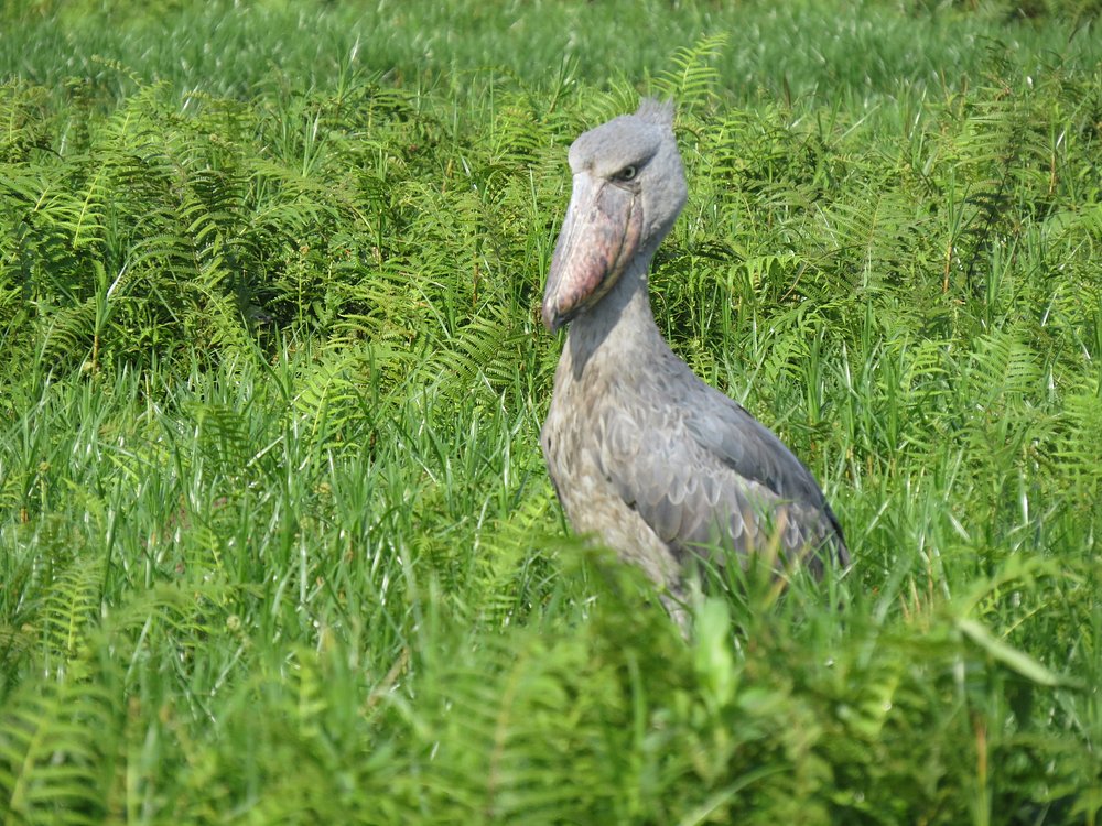 Best Time to Spot the Shoebill Stork in Mabamba Swamp 