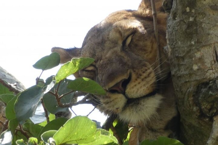 Uganda's Best-Kept Wildlife Secrets Beyond Gorilla Trekking