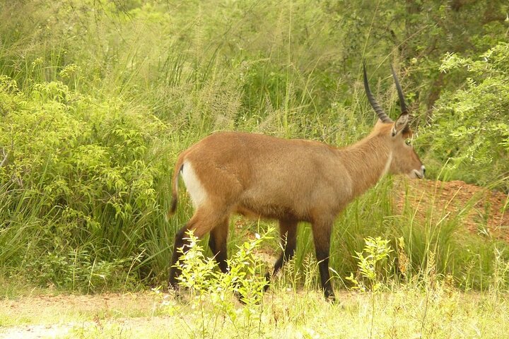 antelope 