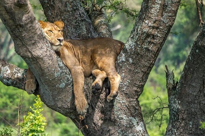 tree climbing lions in ishasha